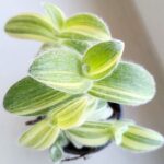 Tradescantia / trzykrotka Sillamontana