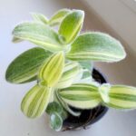 Tradescantia / trzykrotka Sillamontana - obrazek 5