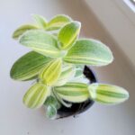 Tradescantia / trzykrotka Sillamontana - obrazek 4