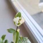 Tradescantia / trzykrotka White Joy - obrazek 5