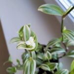 Tradescantia / trzykrotka White Joy - obrazek 4