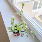 Tradescantia / trzykrotka White Joy - obrazek 3