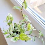 Tradescantia / trzykrotka White Joy