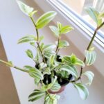 Tradescantia / trzykrotka White Joy - obrazek 10