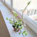 Tradescantia / trzykrotka White Joy - obrazek 9