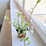 Tradescantia / trzykrotka White Joy - obrazek 8