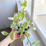 Tradescantia / trzykrotka White Joy - obrazek 7