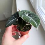 Alokazja / Alocasia reginula BLACK VELVET - obrazek 8