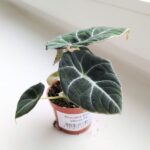 Alokazja / Alocasia reginula BLACK VELVET - obrazek 6