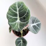 Alokazja / Alocasia reginula BLACK VELVET - obrazek 3