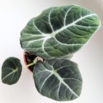 Alokazja / Alocasia reginula BLACK VELVET