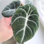 Alokazja / Alocasia reginula BLACK VELVET - obrazek 5