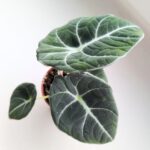 Alokazja / Alocasia reginula BLACK VELVET - obrazek 9