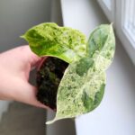 Alocasia Baginda Dragon Scale MINT / Alokazja - obrazek 6