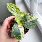 Alocasia Baginda Dragon Scale MINT / Alokazja - obrazek 9