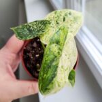 Alocasia Baginda Dragon Scale MINT / Alokazja