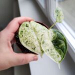 Alocasia Baginda Dragon Scale MINT / Alokazja - obrazek 7