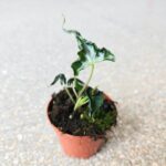 Alokazja / Alocasia LOCO - obrazek 3