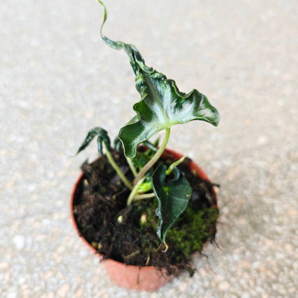 alocasia alokazja loco (2) Alokazja / Alocasia LOCO - obrazek 1