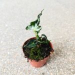 Alokazja / Alocasia LOCO - obrazek 5