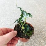 Alokazja / Alocasia LOCO - obrazek 4