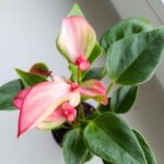 Anthurium matata PINK / Anturium różowe - obrazek 8