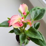Anthurium matata PINK / Anturium różowe - obrazek 2