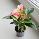 Anthurium matata PINK / Anturium różowe