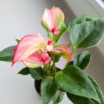 Anthurium matata PINK / Anturium różowe - obrazek 5