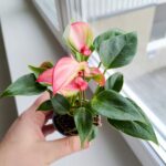 Anthurium matata PINK / Anturium różowe - obrazek 10