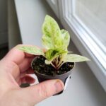 Anthurium / Anturium Renaissance Variegata - obrazek 11