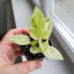 Anthurium / Anturium Renaissance Variegata - obrazek 3