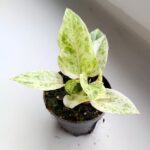 Anthurium / Anturium Renaissance Variegata - obrazek 10