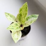 Anthurium / Anturium Renaissance Variegata