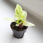 Anthurium / Anturium Renaissance Variegata - obrazek 5