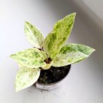 Anthurium / Anturium Renaissance Variegata - obrazek 2