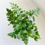 Asplenium Parvati / paproć S - obrazek 2