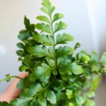 Asplenium Parvati / paproć S - obrazek 7