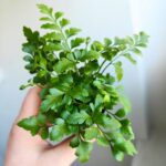 Asplenium Parvati / paproć S - obrazek 6
