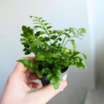 Asplenium Parvati / paproć S - obrazek 5