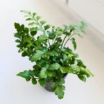 Asplenium Parvati / paproć S