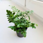 Asplenium Parvati / paproć S - obrazek 3