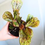 Begonia BLANCII MOTTLED - obrazek 3