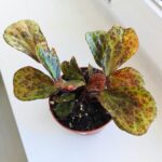 Begonia BLANCII MOTTLED - obrazek 2