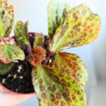 Begonia BLANCII MOTTLED