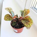 Begonia BLANCII MOTTLED - obrazek 6