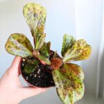 Begonia BLANCII MOTTLED - obrazek 5