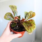 Begonia BLANCII MOTTLED - obrazek 4