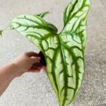 Cercestis Mirabilis - obrazek 5