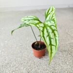 Cercestis Mirabilis